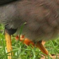 Minah Bird Nue
